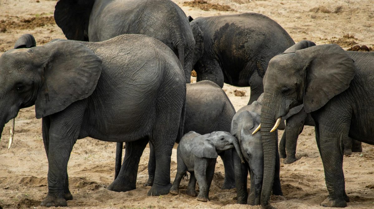 2 days tsavo east safari price