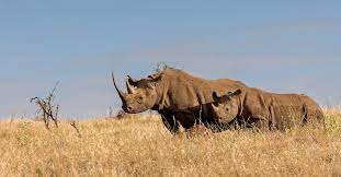 3 Days Sweetwaters And Ol Pejeta Conservancy Safari