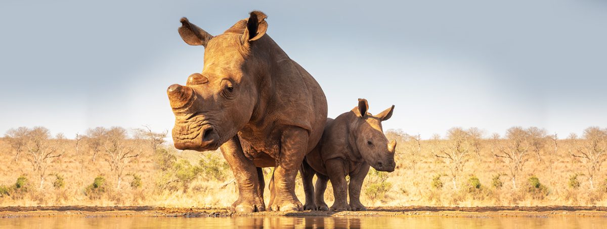 3 Days Sweetwaters And Ol Pejeta Conservancy Safari