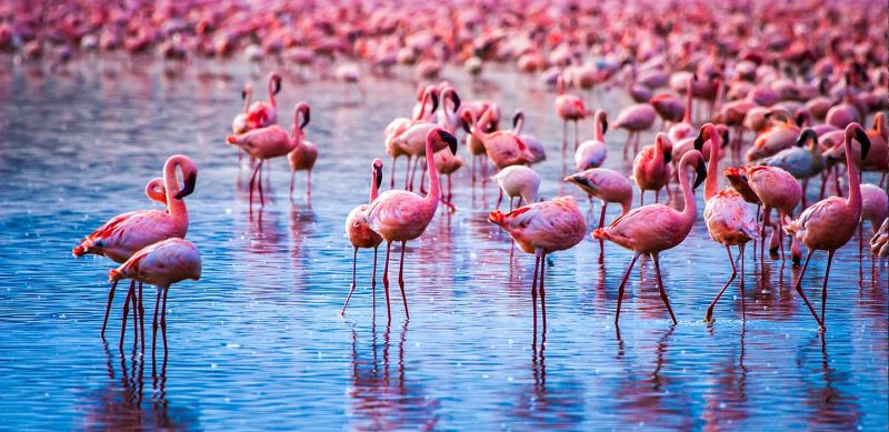 7 days Masai Mara Lake Nakuru and Amboseli Safari