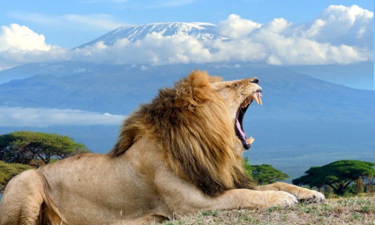 Africa Kenya Safaris