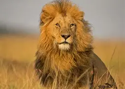 luxry safari packages to masai mara