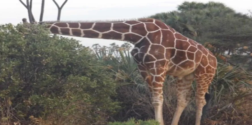 Mombasa Safari Tours