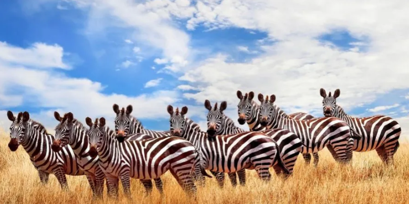 2 DAYS MAASAI MARA AIR SAFAR