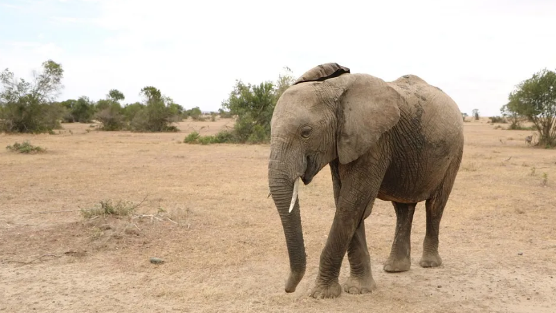 2 Days Tsavo East and West Safari