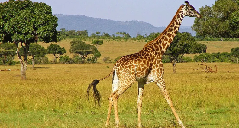 5 Tsavo West Safari