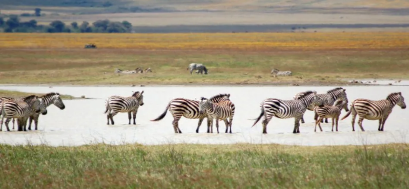 5-Day Mara Safari