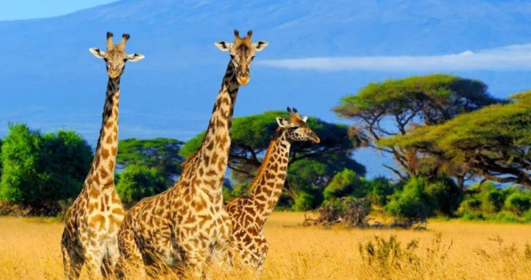3 Day Tsavo East Safari from Nairobi