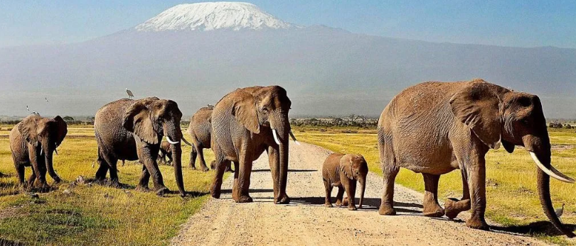 3 DAYS SAFARI FROM NAIROBI TO AMBOSELI ENDING IN MOMBASA
