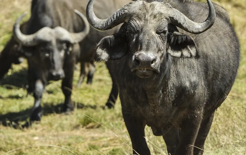 5 Days Masai Mara Safari Package
