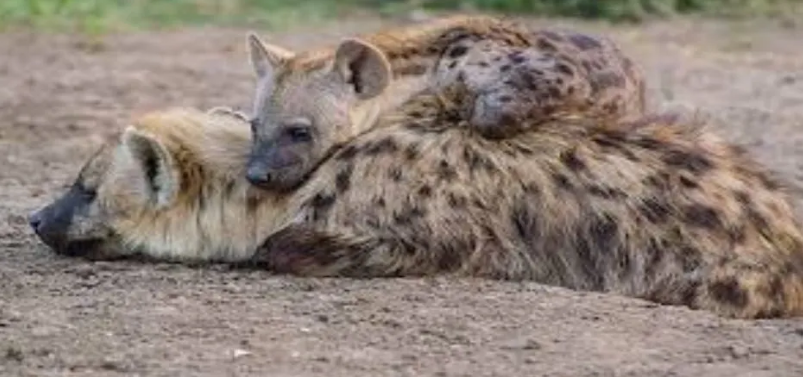 7 days Lake Nakuru & Amboseli Safari