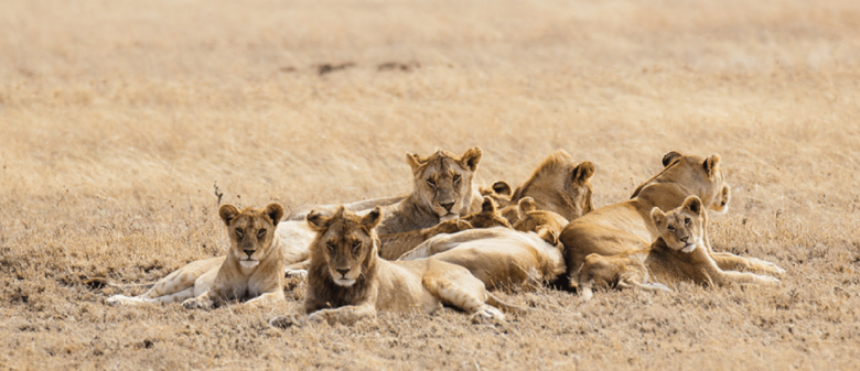 7 Days Tsavo West Safari