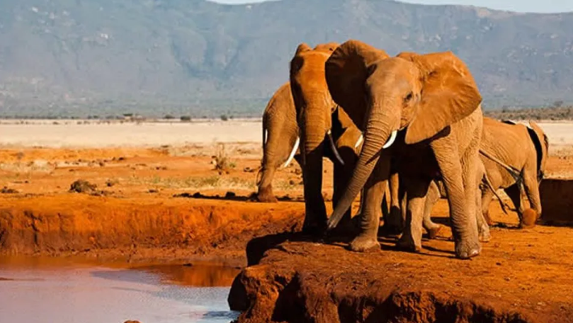 2 days amboseli safari