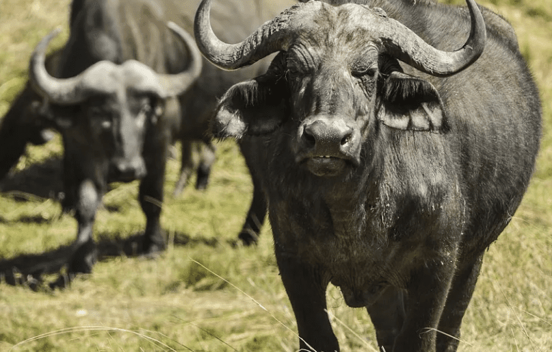 5 Days Masai Mara Safari