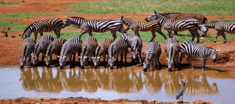 Best of Kenya Budget Safari
