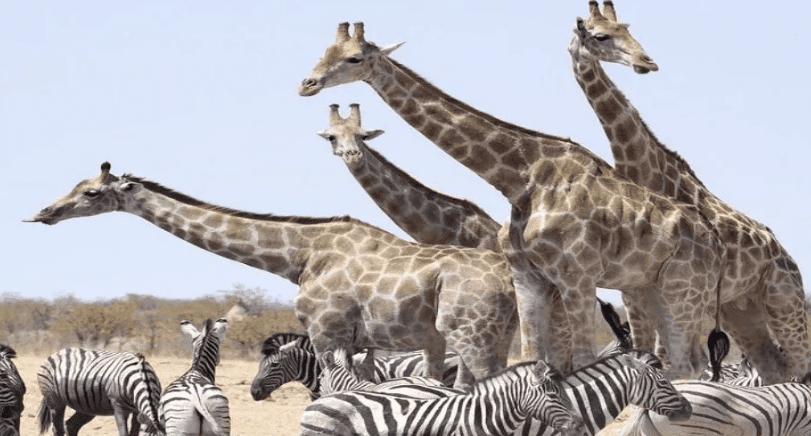 7 Days Masai Mara & Samburu fly in safari