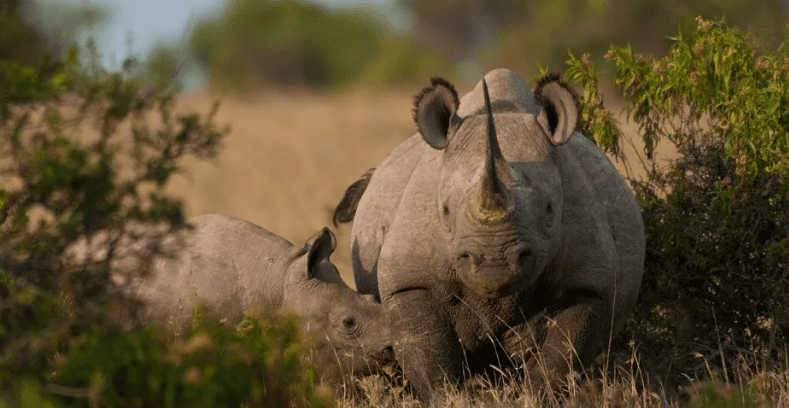 9 Days: Amboseli, Ol pejeta & Masai Mara by flight