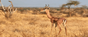 6 days samburu lake naivasha and masai mara safari from nairobi