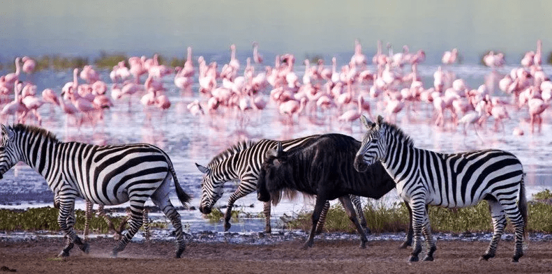 Explore the Nairobi to Mombasa Safari in Kenya
