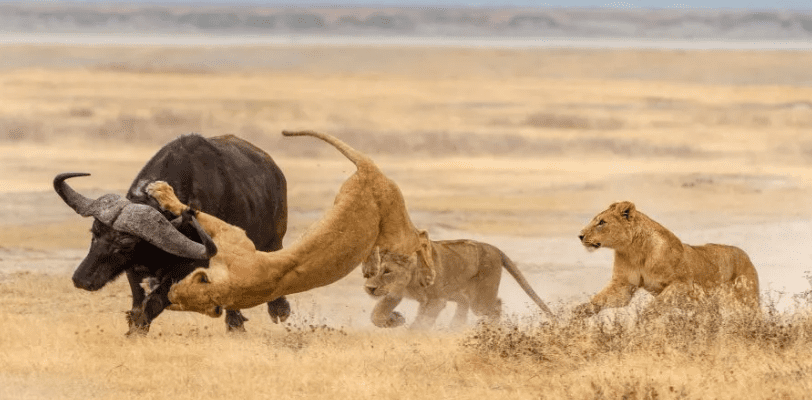 Tarangire Lake Manyara Serengeti