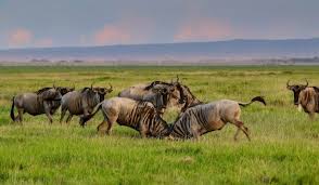 Kenya Africa Safari Tours