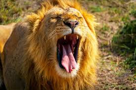 Kenya Africa Safari Tours