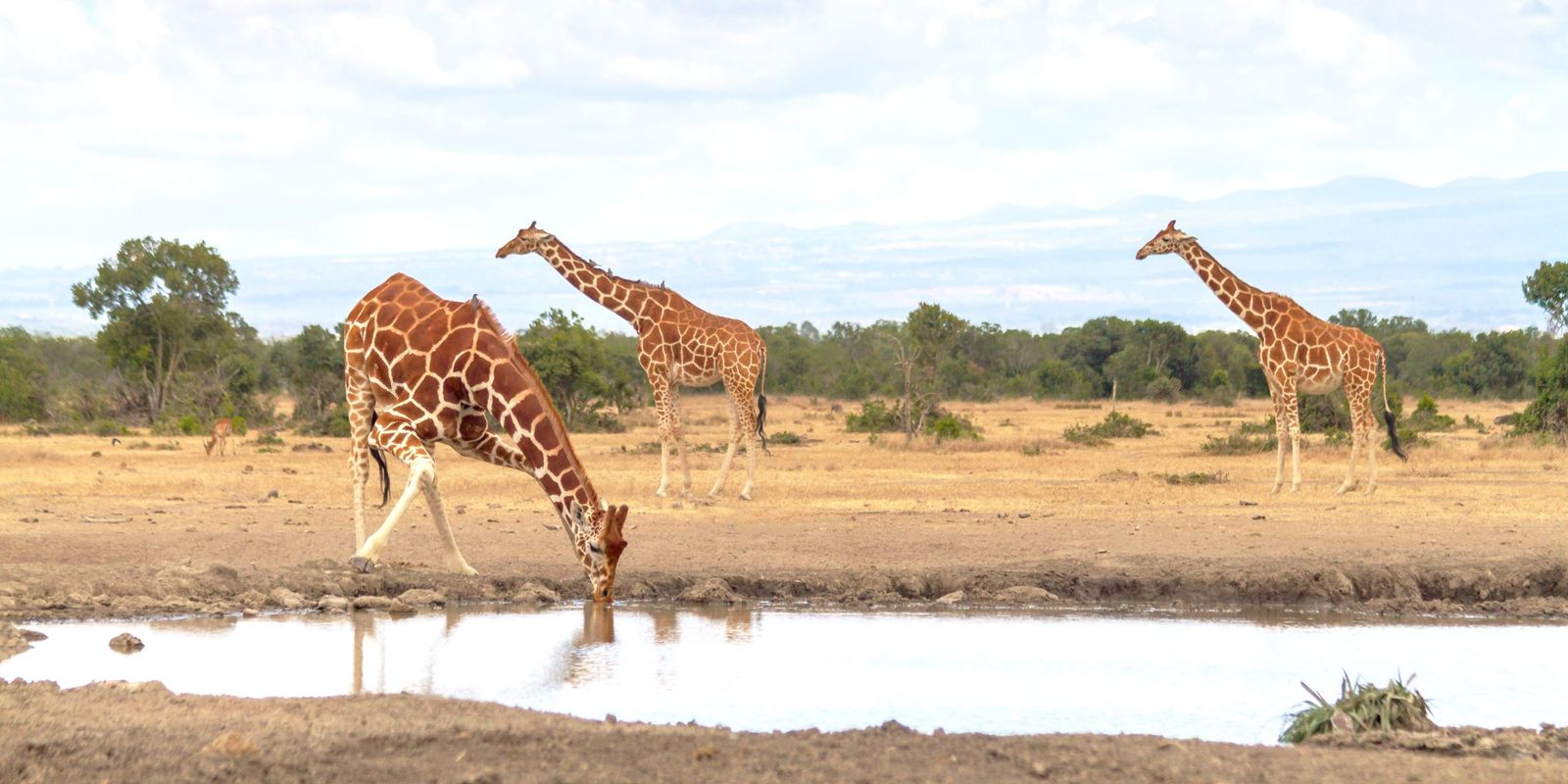 ol pejeta sweet water