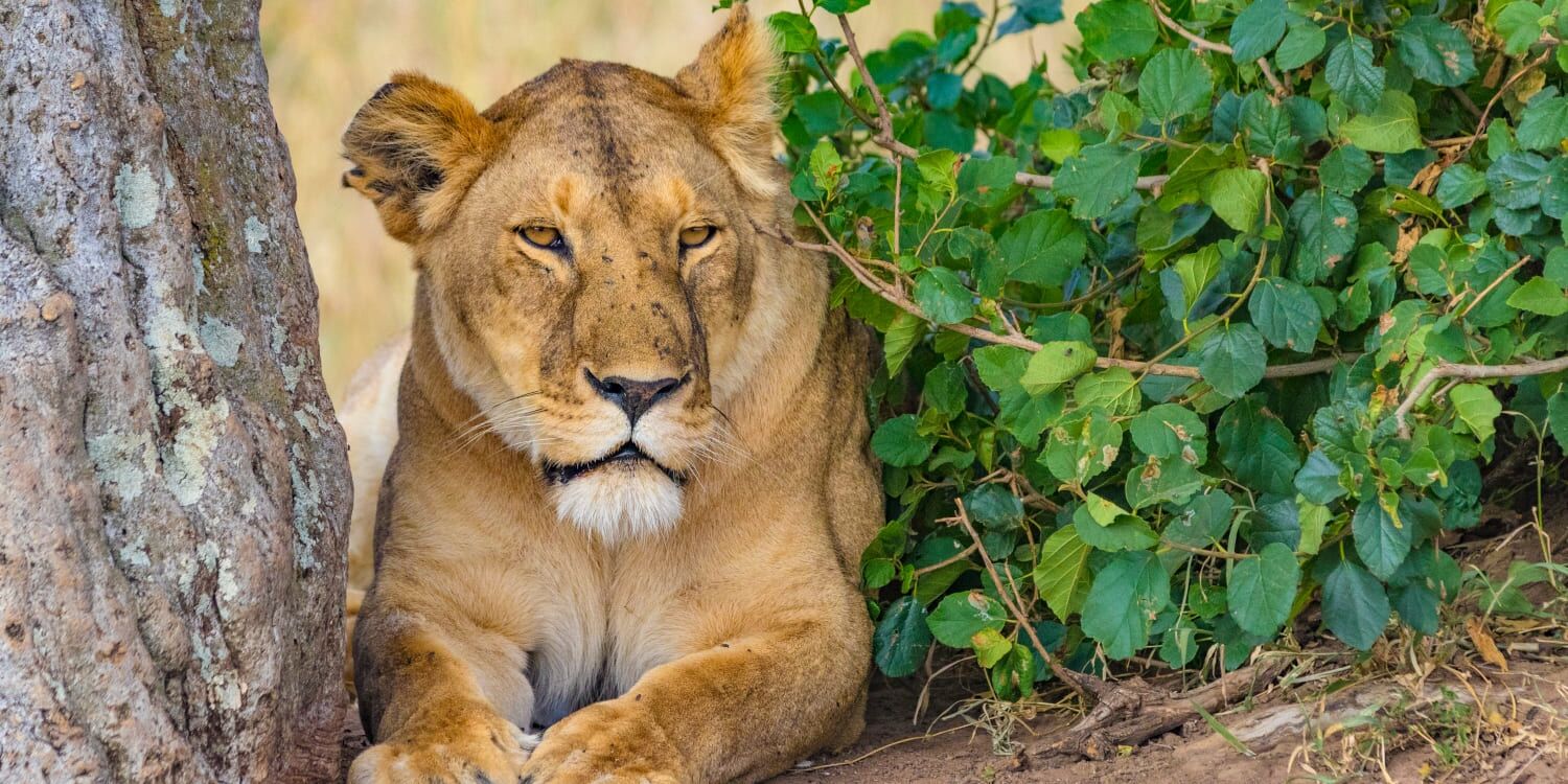 3-Day Masai Mara Safari
