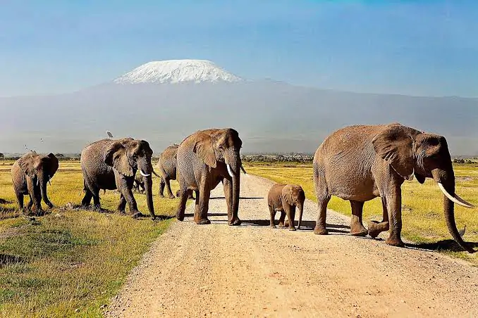 4 Days Safari from Nairobi Kenya