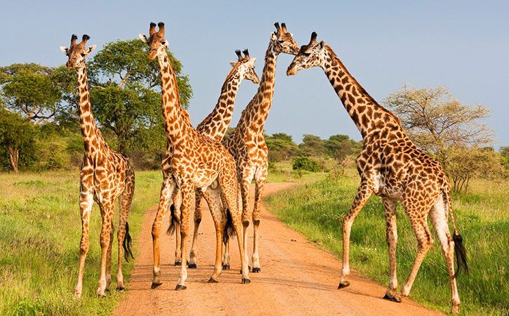 3 Days Safari from Mombasa