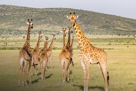 safari of kenya