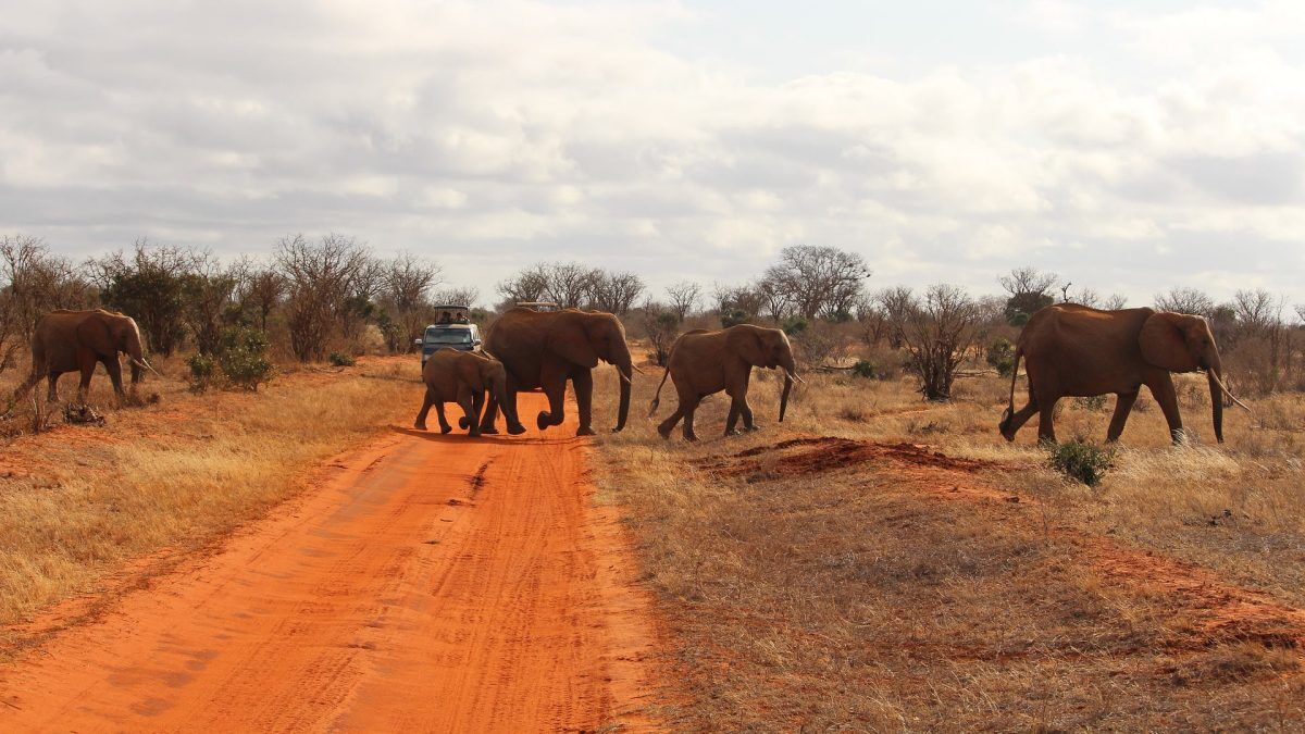 safari from Watamu Kenya