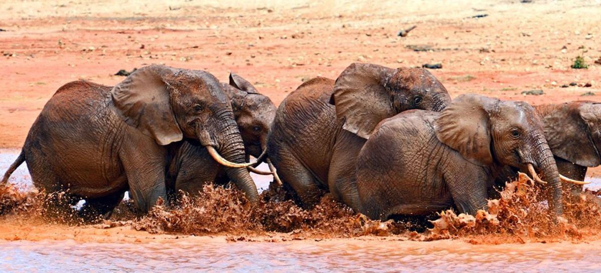 kenya budget safaris
