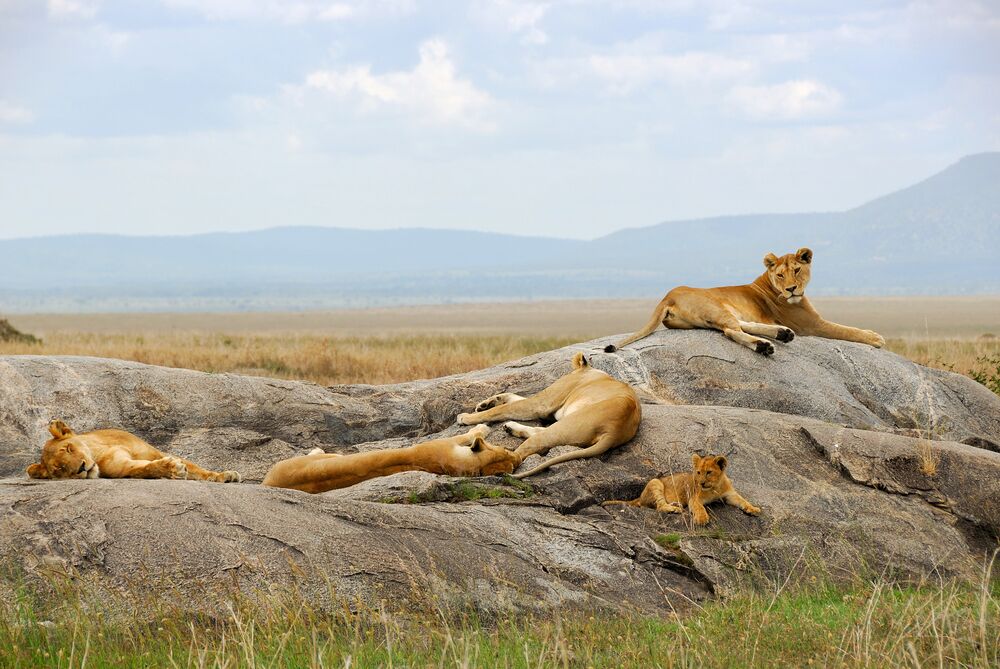 best 5 day safari from diani beach