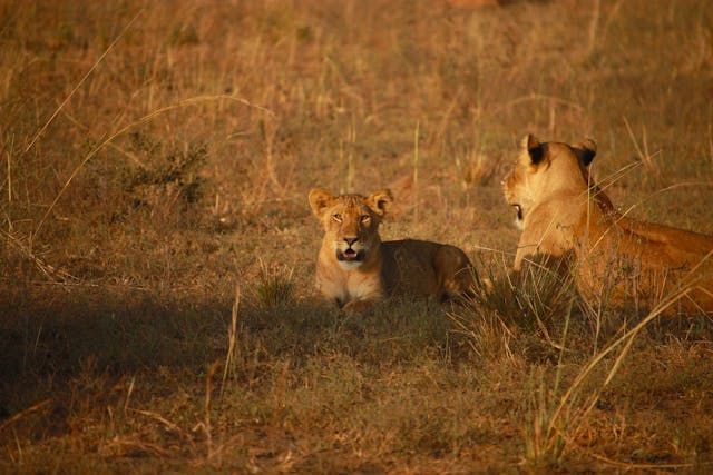 4 Days Safari Masai Mara
