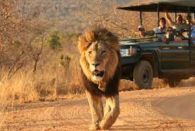safari tours