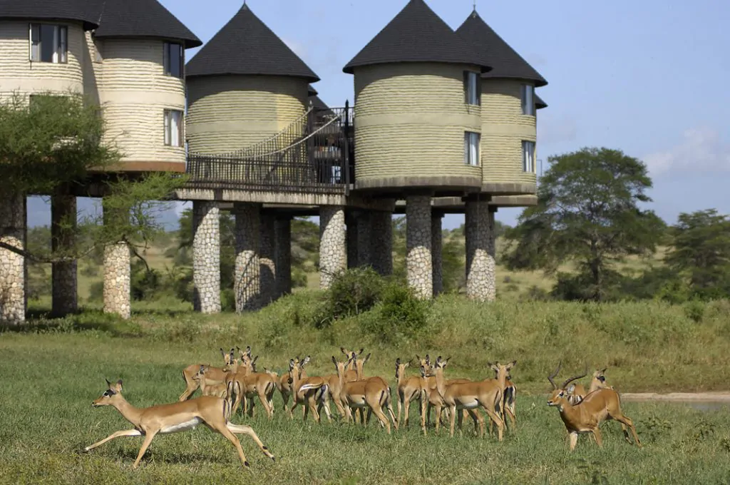 2 Days Salt Lick Safari