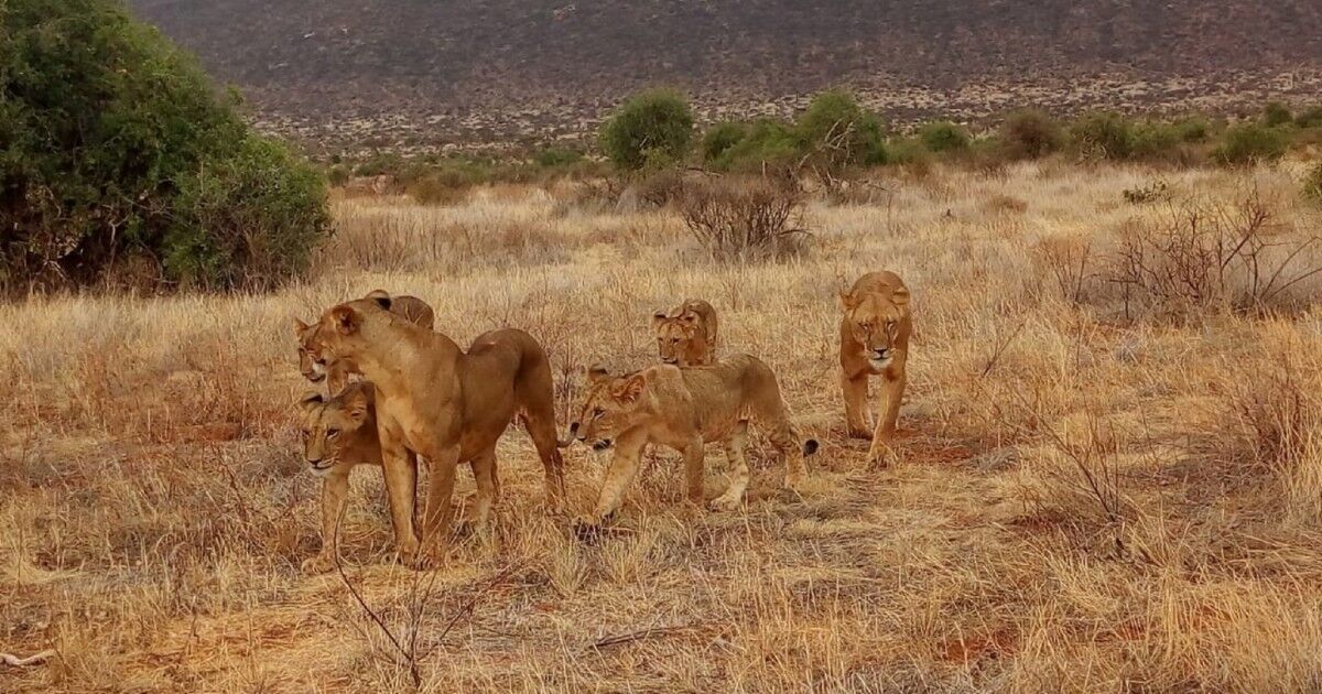 2 day safari from mombasa