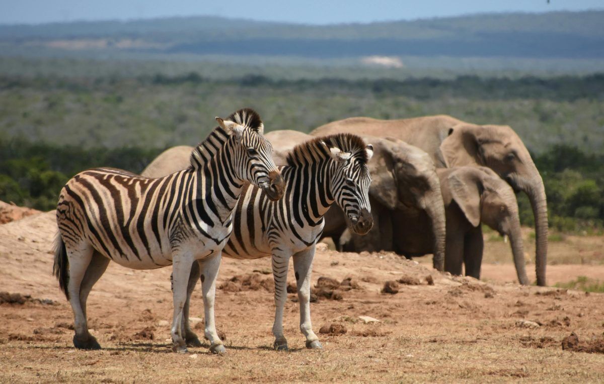 3 days tsavo amboseli safari tour from mombasa