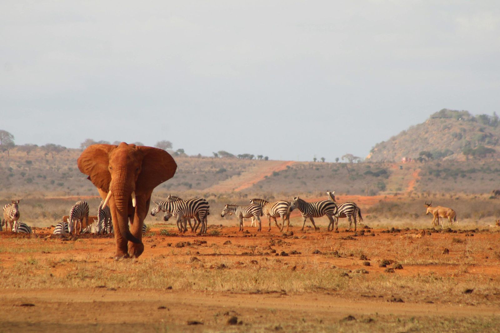 3 Days Tsavo East Safari