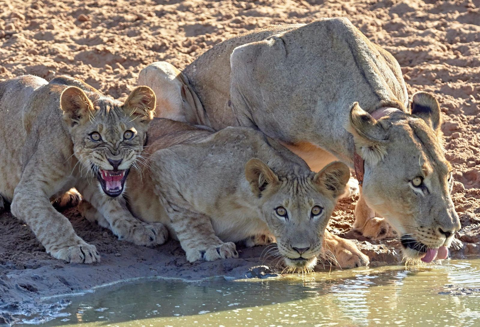4 days tsavo east and west safari price