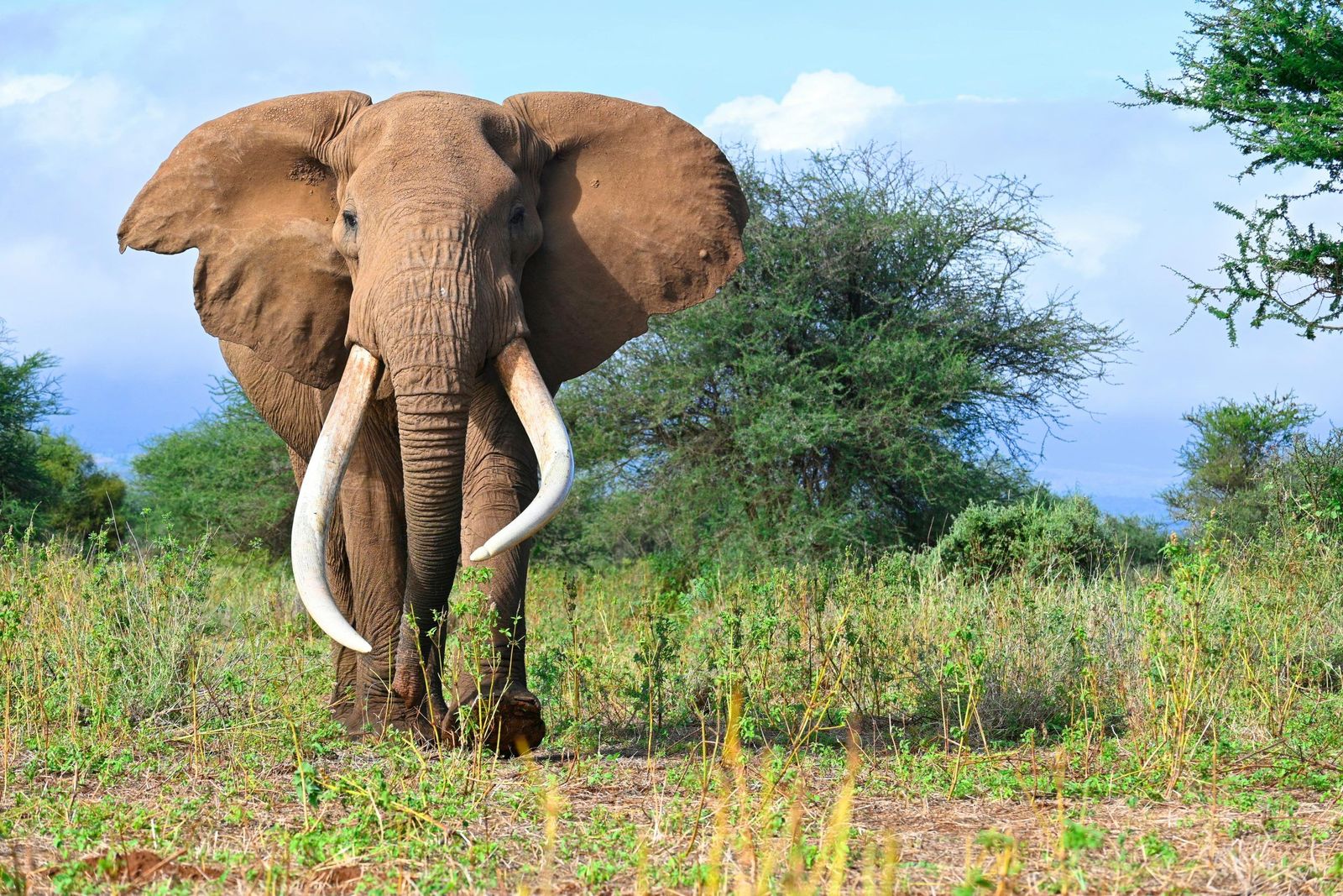 3 Days Tsavo East Tour