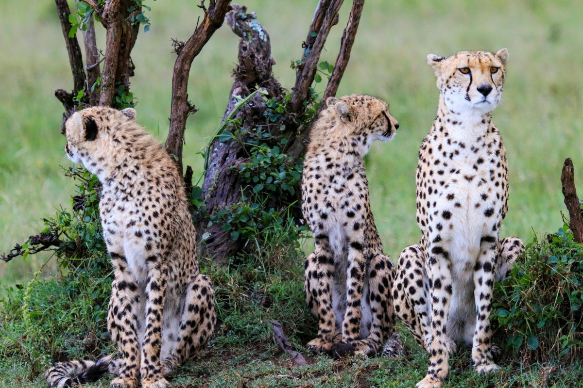 tsavo east
