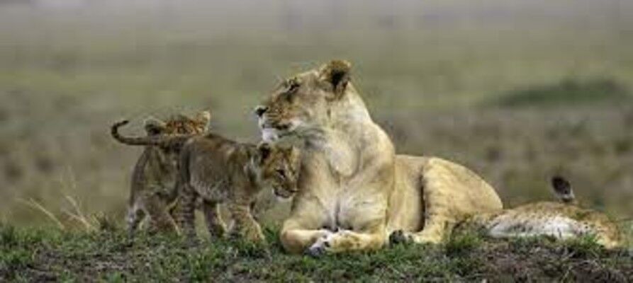 7 days masai mara, olare motorogi and Nabosho conservancies