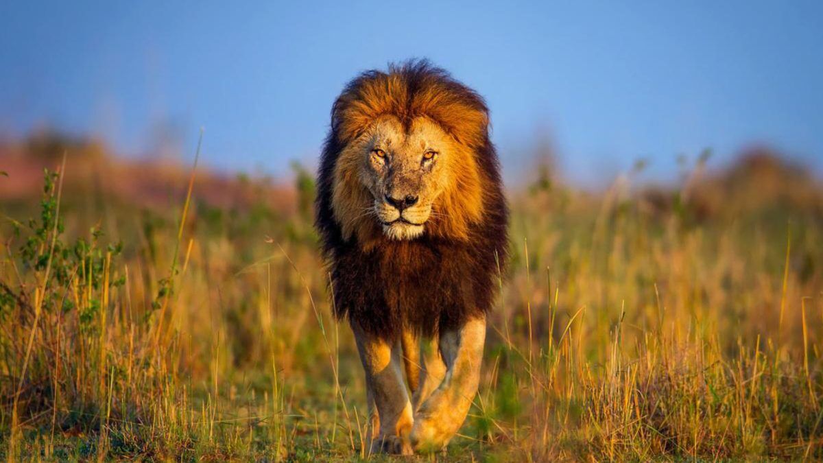 3 days tsavo east safari from diani