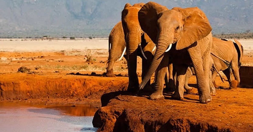 5 Days Tsavo East West Safari Package