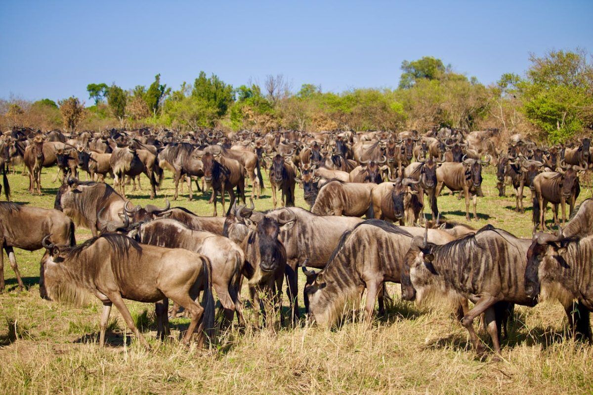 5 Days Tsavo East and West