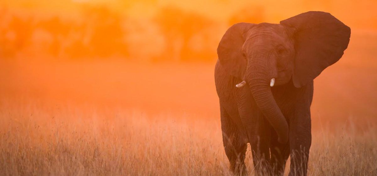 5 Days Tsavo West Safari