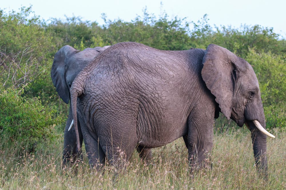 7 Days Amboseli safari