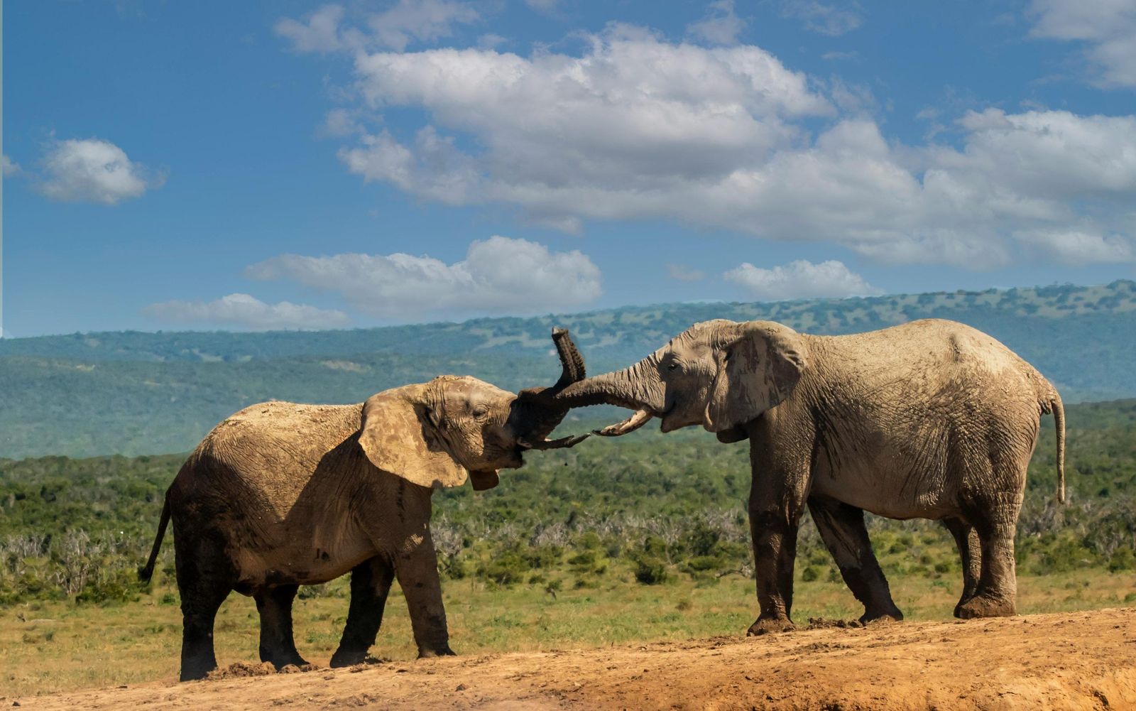 6 days tsavo west and masai mara fly in safari